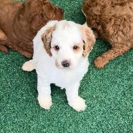 Didi Pickles - Blenheim female Cavapoo puppy in Salem, Oregon from Oregon Poodle Oodle Doodles
