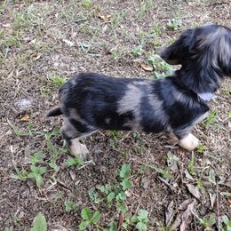 Dachshund Puppies from Katrina's Punk Rock Dachshunds