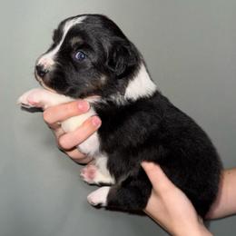 Fairy - Black tri-color female Australian Shepherd puppy in Weeki Wachee, Florida from Ace of Spades Australian Shepherds