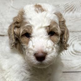 Boy 4 - Parti Goldendoodle puppy in Blanchard, Oklahoma from I Dream of Doodles