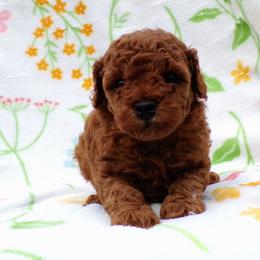 Mindy - Red  female Poodle puppy in Hurricane Mills, Tennessee from Scenic Hills Kennels