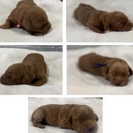 Girl 2 Selection - Red  female Goldendoodle puppy in Pleasant Hill, Iowa from Harvest Creek
