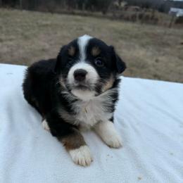 White dot on back of neck - Black tri female Miniature Australian Shepherd puppy in Graham, North Carolina from Thompson Farm Mini Aussies