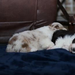 Australian Shepherd, Miniature American Shepherd, Miniature Australian Shepherd, and Toy Australian Shepherd Puppies from Painted Blue Aussies