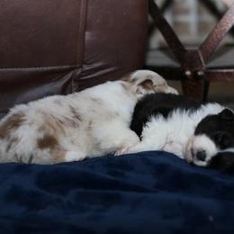 Australian Shepherd, Miniature American Shepherd, Miniature Australian Shepherd, and Toy Australian Shepherd Puppies from Painted Blue Aussies