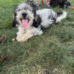 Aussiedoodle, Miniature Australian Shepherd, Poodle, and Toy Australian Shepherd Puppies from Mowry Creek Mini Aussiedoodles and More