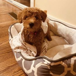 Goldendoodle Puppies from Deerhaven Doodles