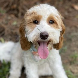 Goldendoodles from White Blossom Farms
