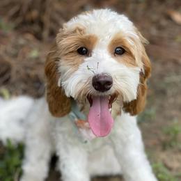 Goldendoodles from White Blossom Farms