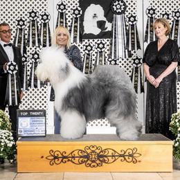 Old English Sheepdog puppies from Yadah Sheepdogs