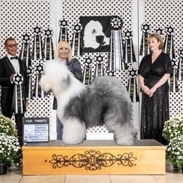 Old English Sheepdog puppies from Yadah Sheepdogs