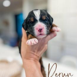 Rerun - Tri-color male Bernedoodle puppy in Sulphur, Louisiana from Curly Q’s Of Carlyss