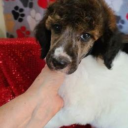 Poodle Puppies from My Buddies Puppies