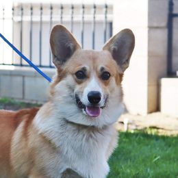 Regal - Pembroke Welsh Corgi