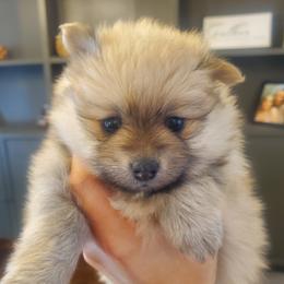 Dolly - Cream sable female Pomeranian puppy in Saint Charles, Missouri from Bisous Pomeranians & Heartland Sh