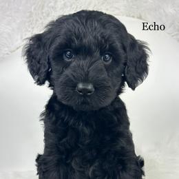 Echo - Black male Goldendoodle puppy in Milford, Indiana from Railway Acres Kennel