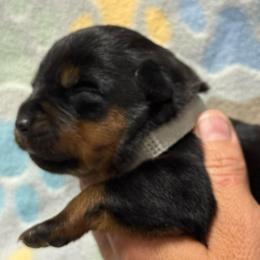 Girl 3 - Black and mahogany female Rottweiler puppy in Newfoundland, Pennsylvania from Poconopaws