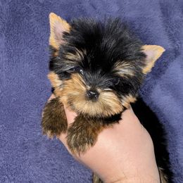 Yorkshire Terrier Puppies from The Royal Yorkie Den