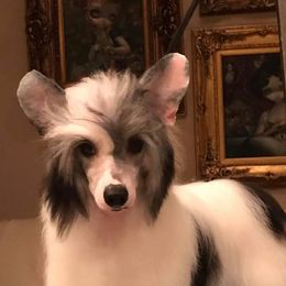 Godfrey - Chinese Crested