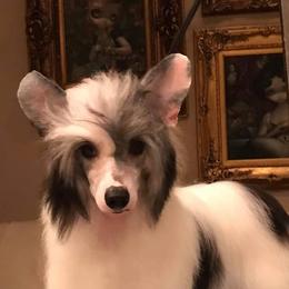 Godfrey - Chinese Crested