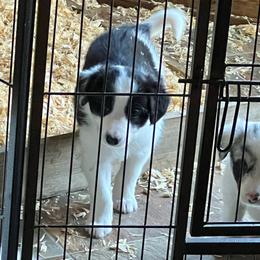 Garbanzo - Black and white male Border Collie puppy in Jefferson, Pennsylvania from Willis Farm