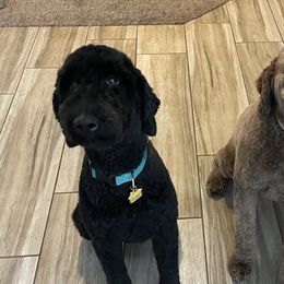 Luna - Goldendoodle