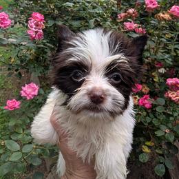 Cookie - Parti female Yorkshire Terrier puppy in Gaylesville, Alabama from Sweet Alabama Yorkies