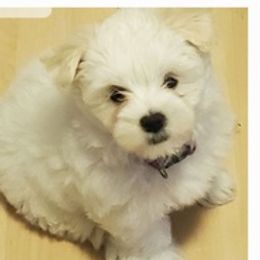 Maltese from Little Lovers Maltese