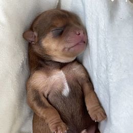 French Bulldog and Yorkshire Terrier Puppies from Casa De Silva LLC