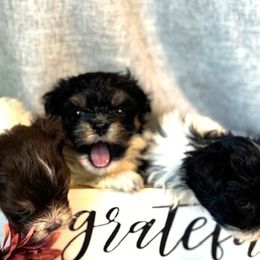 Snickers - Black and white female Havanese puppy in Green Sea Sc, South Carolina from Palmetto Puppies