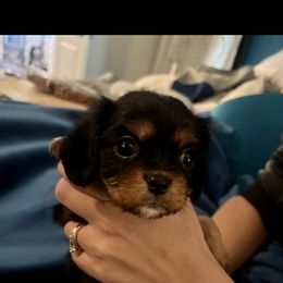 Cavalier King Charles Spaniel and Cavapoo Puppies from Texas Cavalier King Charles Spaniels Manard Enterprises
