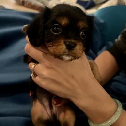 Cavalier King Charles Spaniel and Cavapoo Puppies from Texas Cavalier King Charles Spaniels Manard Enterprises