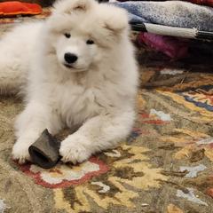Samoyed Puppies from Dream Samoyeds