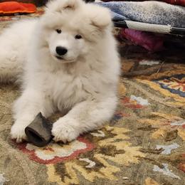 Samoyed Puppies from Dream Samoyeds