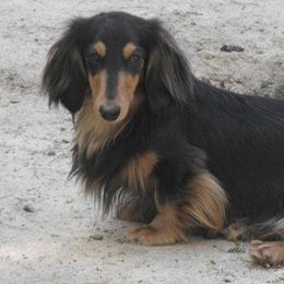 Dachshunds from Tradewind Dachshunds