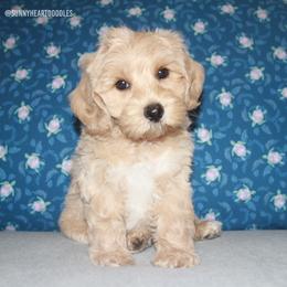 Tide - Apricot male Australian Labradoodle puppy in Hackettstown, New Jersey from Sunny Heart Doodles