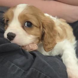 George - Blenheim male Cavalier King Charles Spaniel puppy in Sparta, Georgia from Southern Edge Therapy Ranch Cavaliers