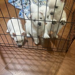 West Highland White Terrier Puppies from Colvin’s Westies