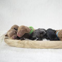 Bernedoodles, Goldendoodles, and Golden Mountain Doodles from Gold Diamond Pup