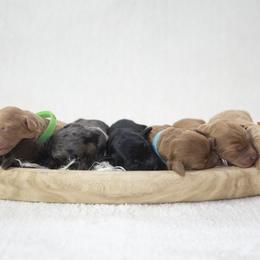 Bernedoodles, Goldendoodles, and Golden Mountain Doodles from Gold Diamond Pup