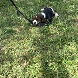 Basset Hound Puppies from Hill Top Basset Hounds & Great Pyrenees
