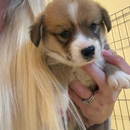 Pistachio - Sable male Pembroke Welsh Corgi puppy in Atascadero, California from California Corgis and Kunes