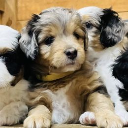 Aussiedoodles from White Pine Farm