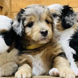 Aussiedoodles from White Pine Farm