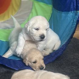 Buzz Lightyear - Light golden male Golden Retriever puppy in Lincoln, California from Roberts Golden Retrievers