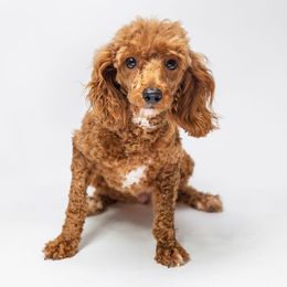 Ruby - Poodle