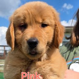 Pink - Golden female Golden Retriever puppy in Taylor Ridge, Illinois from Salata Goldens