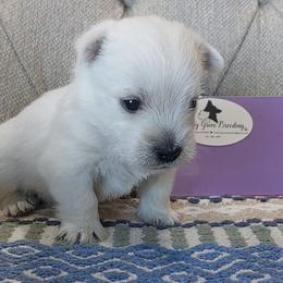 Paisley-Purple Girl - White female West Highland White Terrier puppy in Macy, Indiana from Country Grove Breeding LLC