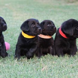 Labrador Retriever Puppies from Goggins Lonestar Farms