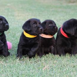 Labrador Retriever Puppies from Goggins Lonestar Farms